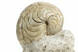 Fossil Nautilus (Aturia) - Boujdour, Morocco #359372-2